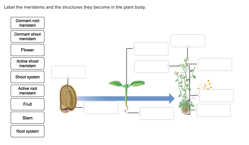 Label the meristems and the structures they become in the plant body.
Dormant root
meristem
Dormant shoot
meristem
Flower
Active shoot
meristem
Shoot system
Active root
meristem
Fruit
Stem
Root system
