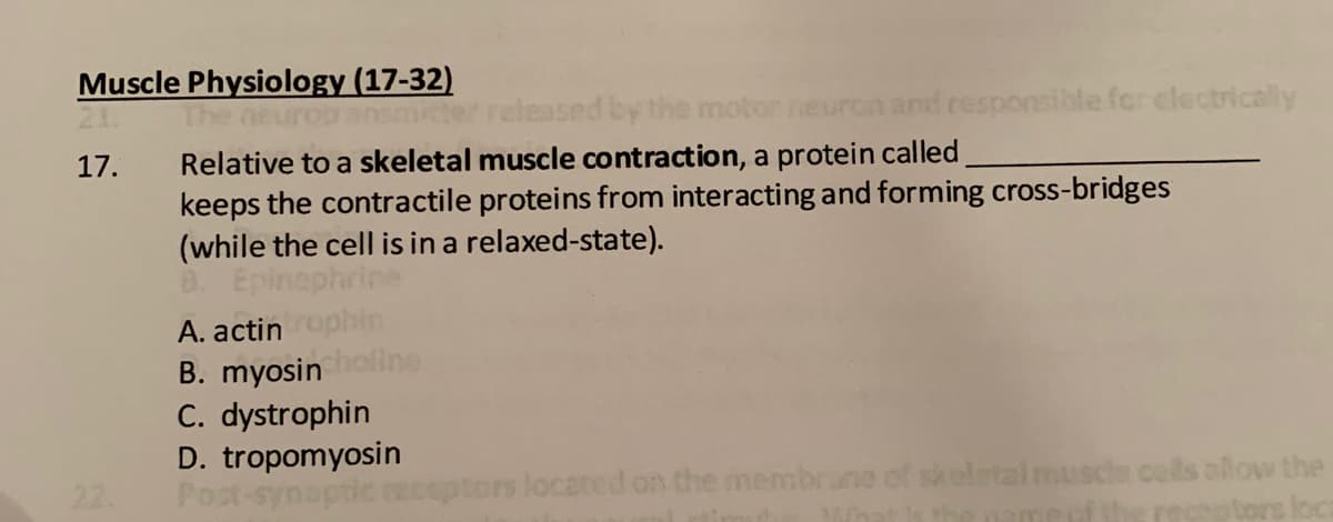 Muscle Physiology (17-32)
The neuros ansnmicr
Relative to a skeletal muscle contraction, a protein called
keeps the contractile proteins from interacting and forming cross-bridges
(while the cell is in a relaxed-state).
released by the motor
and responsible for electrically
17.
A. actin
B. myosin
C. dystrophin
D. tropomyosin
Post-synaptic re
located on the membrune of skeletal muscls cels alow the
reseptors!
22.
