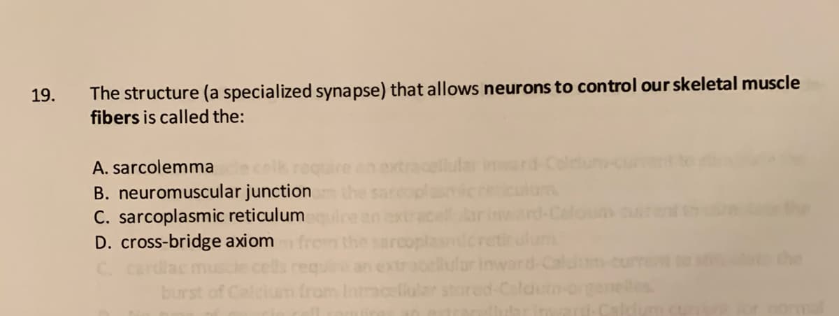 The structure (a specialized synapse) that allows neurons to control our skeletal muscle
fibers is called the:
19.
A. sarcolemma
extracellular inard
B. neuromuscular junction
C. sarcoplasmic reticulum
D. cross-bridge axiom
arcople
acell
