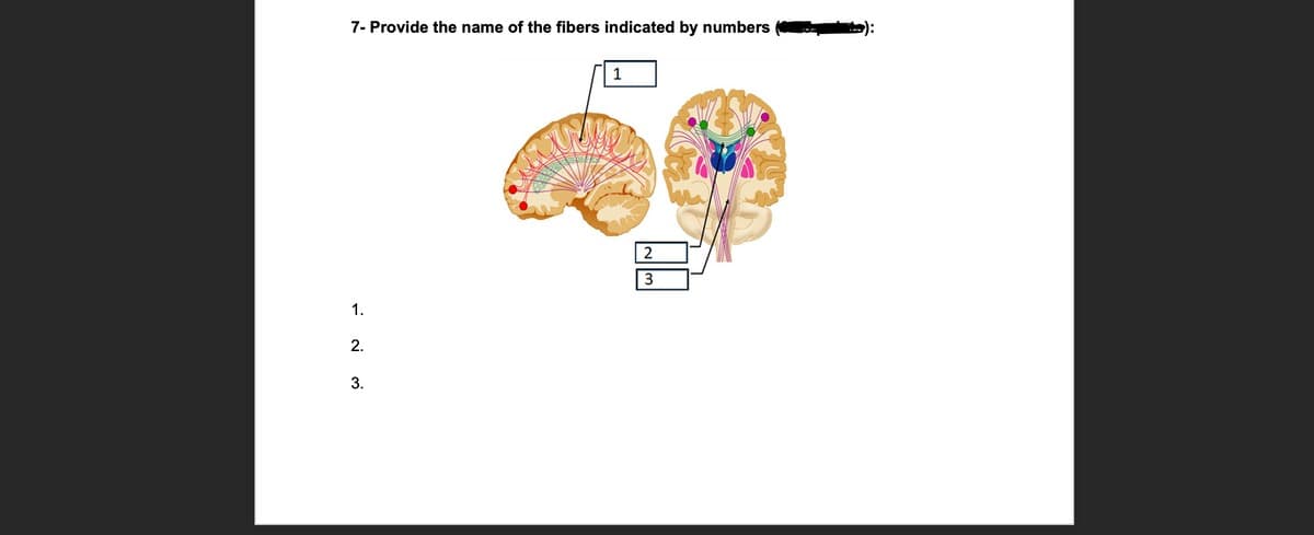7- Provide the name of the fibers indicated by numbers
):
3
1.
2.
3.
