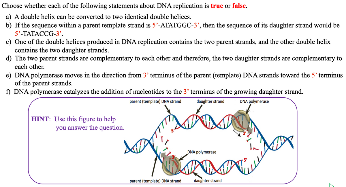 Choose whether each of the following statements about DNA replication is true or false.
a) A double helix can be converted to two identical double helices.
b) If the sequence within a parent template strand is 5'-ATATGGC-3', then the sequence of its daughter strand would be
5'-TATACCG-3'.
c) One of the double helices produced in DNA replication contains the two parent strands, and the other double helix
contains the two daughter strands.
d) The two parent strands are complementary to each other and therefore, the two daughter strands are complementary to
each other.
e) DNA polymerase moves in the direction from 3' terminus of the parent (template) DNA strands toward the 5' terminus
of the parent strands.
f) DNA polymerase catalyzes the addition of nucleotides to the 3' terminus of the growing daughter strand.
parent (template) DNA strand
daughter strand
DNA polymerase
HINT: Use this figure to help
you answer the question.
parent (template) DNA strand
DNA polymerase
daughter strand
7