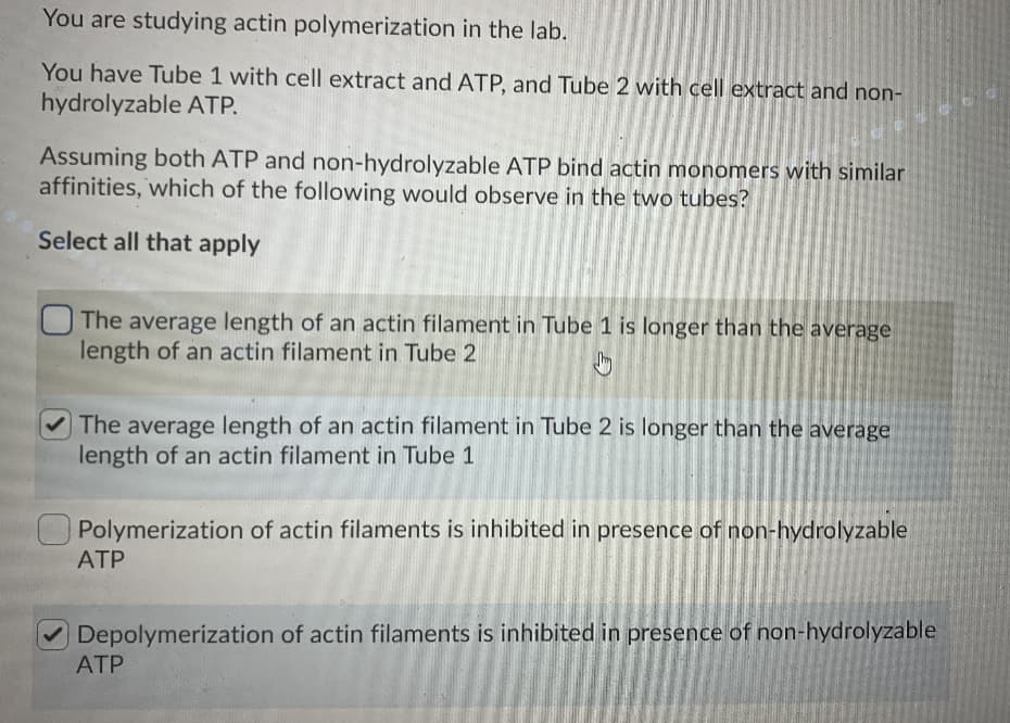 You are studying actin polymerization in the lab.
You have Tube 1 with cell extract and ATP, and Tube 2 with cell extract and non-
hydrolyzable ATP.
Assuming both ATP and non-hydrolyzable ATP bind actin monomers with similar
affinities, which of the following would observe in the two tubes?
Select all that apply
The average length of an actin filament in Tube 1 is longer than the average
length of an actin filament in Tube 2
The average length of an actin filament in Tube 2 is longer than the average
length of an actin filament in Tube 1
Polymerization of actin filaments is inhibited in presence of non-hydrolyzable
АТР
Depolymerization of actin filaments is inhibited in presence of non-hydrolyzable
АТР
