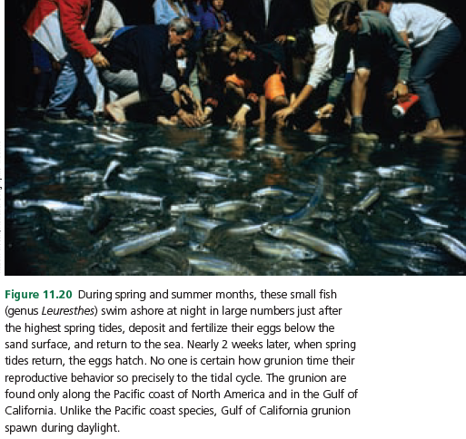 Figure 11.20 During spring and summer months, these small fish
(genus Leuresthes) swim ashore at night in large numbers just after
the highest spring tides, deposit and fertilize their eggs below the
sand surface, and return to the sea. Nearly 2 weeks later, when spring
tides return, the eggs hatch. No one is certain how grunion time their
reproductive behavior so precisely to the tidal cycle. The grunion are
found only along the Pacific coast of North America and in the Gulf of
California. Unlike the Pacific coast species, Gulf of California grunion
spawn during daylight.
