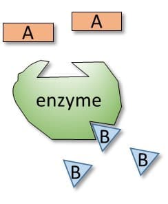 A
A
enzyme
B
B
B,
B,
