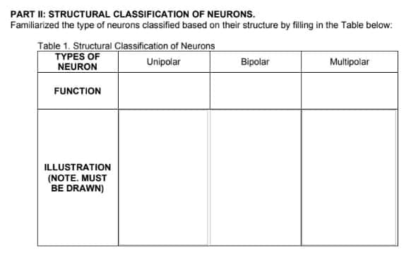 PART I: STRUCTURAL CLASSIFICATION OF NEURONS.
Familiarized the type of neurons classified based on their structure by filling in the Table below:
Table 1. Structural Classification of Neurons
TYPES OF
NEURON
Unipolar
Bipolar
Multipolar
FUNCTION
ILLUSTRATION
(NOTE. MUST
BE DRAWN)
