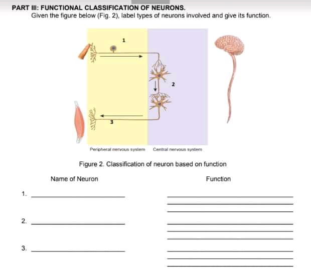 PART I: FUNCTIONAL CLASSIFICATION OF NEURONS.
Given the figure below (Fig. 2), label types of neurons involved and give its function.
Peripheral nervous system Central nervous system
Figure 2. Classification of neuron based on function
Name of Neuron
Function
2.
3.
