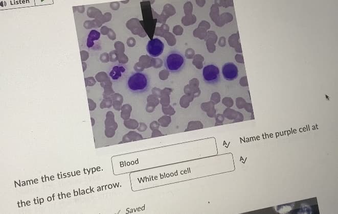 LI
Blood.
Name the tissue type.
the tip of the black arrow.
White blood cell
Saved
od
A Name the purple cell at
A/