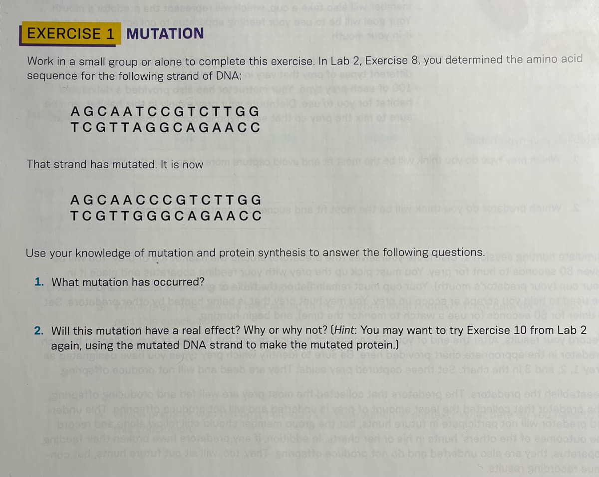 e dele iw
ellao of ou
EXERCISE 1 MUTATION
Work in a small group or alone to complete this exercise. In Lab 2, Exercise 8, you determined the amino acid
sequence for the following strand of DNA:
AGCAATCC GTCTTGG
TC GTTAGGCAGAACC
e xim of enue
That strand has mutated. It is now
ove bne ecm erts ed iw lnin
AGCAA
TCTTGG
TC GTTG G G C AG A ACC e bne fri deom en ed liw nin uoy ob sotebeng dairW
Use your knowledge of mutation and protein synthesis to answer the following questions.
abnoosa 08 nov
1. What mutation has occurred?
otsw B eeU 10) ebnoosa 08 1ot 1omis
2. Will this mutation have a real effect? Why or why not? (Hint: You may want to try Exercise 10 from Lab 2
again, using the mutated DNA strand to make the mutated protein.)
Jeom er
ebnu eidt e0
en Jud einud eutut ni eteqioiheg Jon lliw 101ebeig
10 airn ni enurl enerto en to es
ubong Jon ob bne behebnu oals ene yerld.euts1ego
mam
sverl
anibo
noo Jud anun enusut uo Jie lw.oo Ver
etlueen gnib10001 sU
