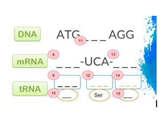 DNA
ATG
AGG
11
13
--UCA-
MRNA
12
14
TRNA
10
Ser
15
