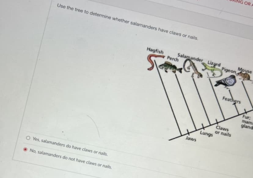 OR A
Use the tree to determine whether salamanders have claws or nails.
Hagfish
Salamander Lizard
Perch
Mouse
Pigeon
Feathers
Fur
mam
gland
Claws
or nails
Lungs
Jaws
O Yes, salamanders do have claws or nails.
O No, salamanders do not have claws or nails.
