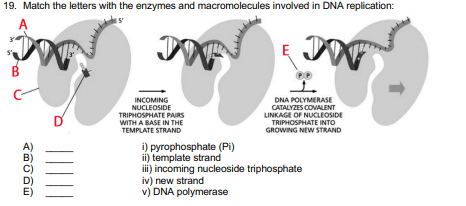 19. Match the letters with the enzymes and macromolecules involved in DNA replication:
A
E
B
DNA POLYMERASE
CATALYZES COMALENT
LINKAGE OF NUCLEOSIDE
TRIPHOSPHATE INTO
GROWING NEW STRAND
INCOMING
NUCLEOSIDE
D'
TRIPHOSPHATE PAIRS
WITH A BASE IN THE
TEMPLATE STRAND
A)
i) pyrophosphate (Pi)
ii) template strand
ii) incoming nucleoside triphosphate
iv) new strand
v) DNA polymerase
