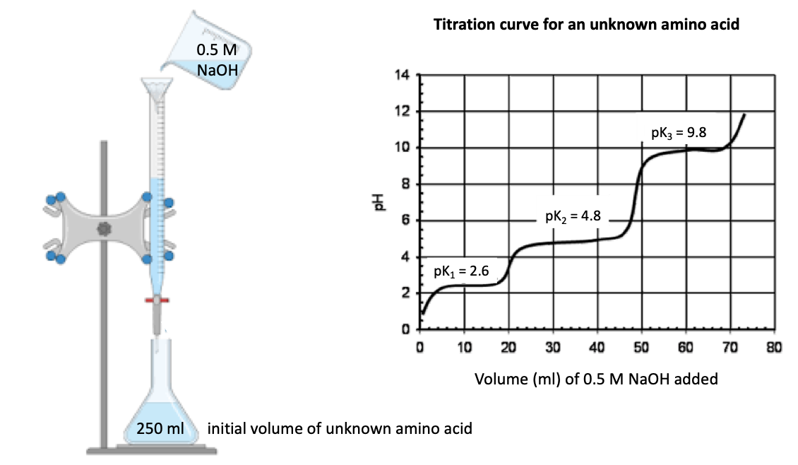0.5 M
NaOH
pH
14
12
10
8
6
4
2
0
0
Titration curve for an unknown amino acid
pk₁ = 2.6
10
250 ml initial volume of unknown amino acid
pK₂ = 4.8
20
pk3 = 9.8
30 40 50 60
Volume (ml) of 0.5 M NaOH added
70
80