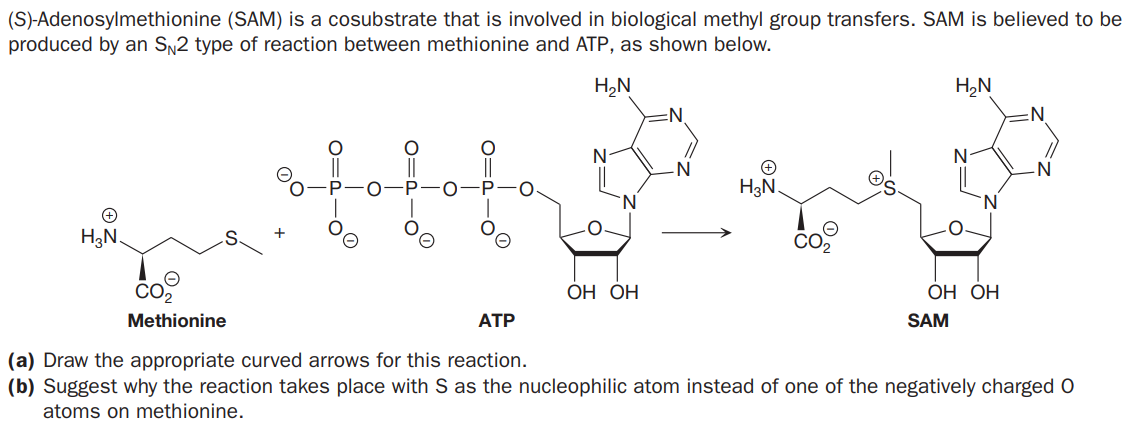 (S)-Adenosylmethionine (SAM) is a cosubstrate that is involved in biological methyl group transfers. SAM is believed to be
produced by an Sy2 type of reaction between methionine and ATP, as shown below.
H,N
H,N
N:
N
N
H3N.
H3N
CO2
ОН ОН
ОН ОН
Methionine
ATP
SAM
(a) Draw the appropriate curved arrows for this reaction.
(b) Suggest why the reaction takes place with S as the nucleophilic atom instead of one of the negatively charged O
atoms on methionine.
0=P-
