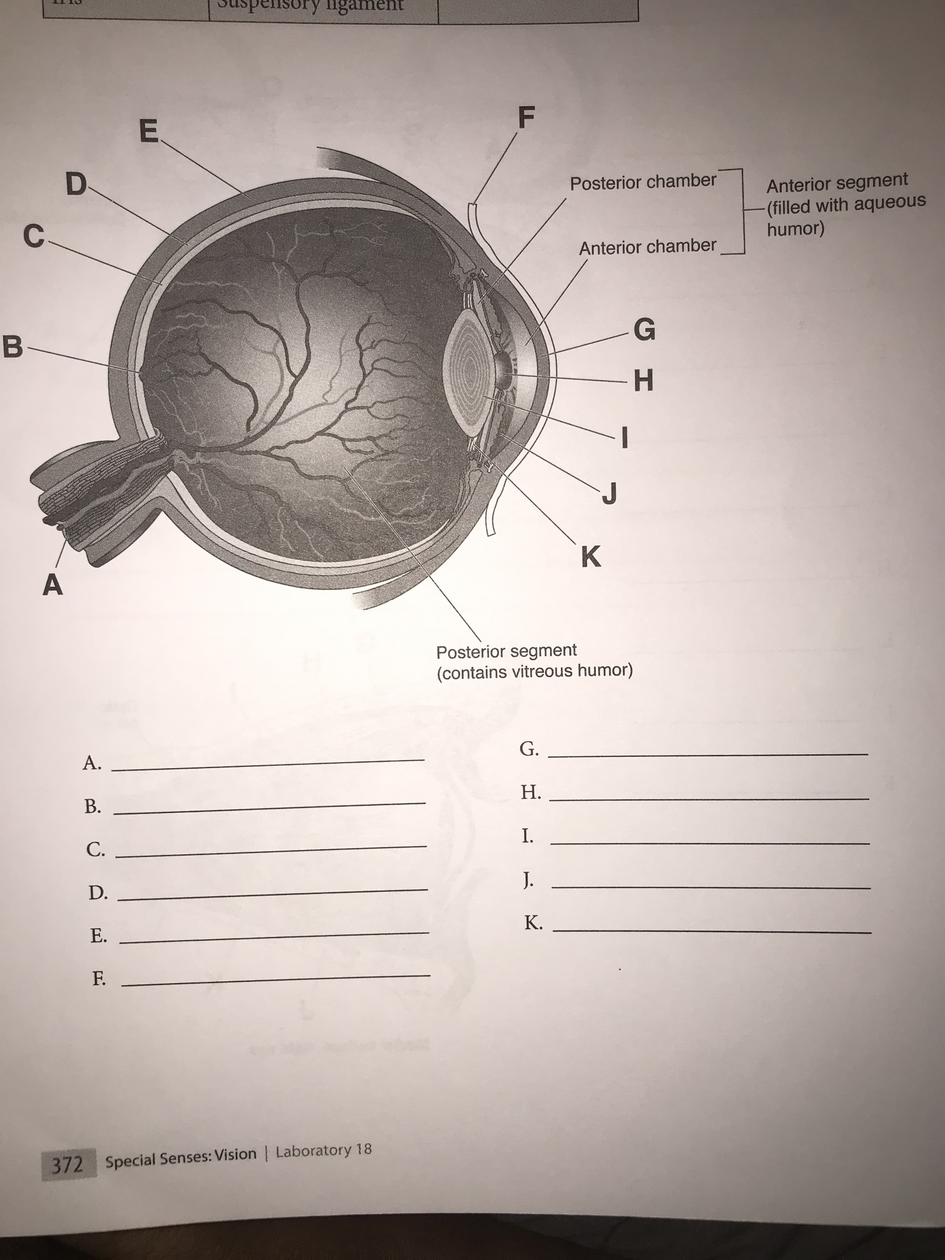 ory ligament
E.
Anterior segment
(filled with aqueous
humor)
Posterior chamber
Anterior chamber
B-
HE
Posterior segment
(contains vitreous humor)
G.
A.
Н.
B.
I.
C.
J.
D.
K.
E.
F.
372 Special Senses: Vision Laboratory 18
