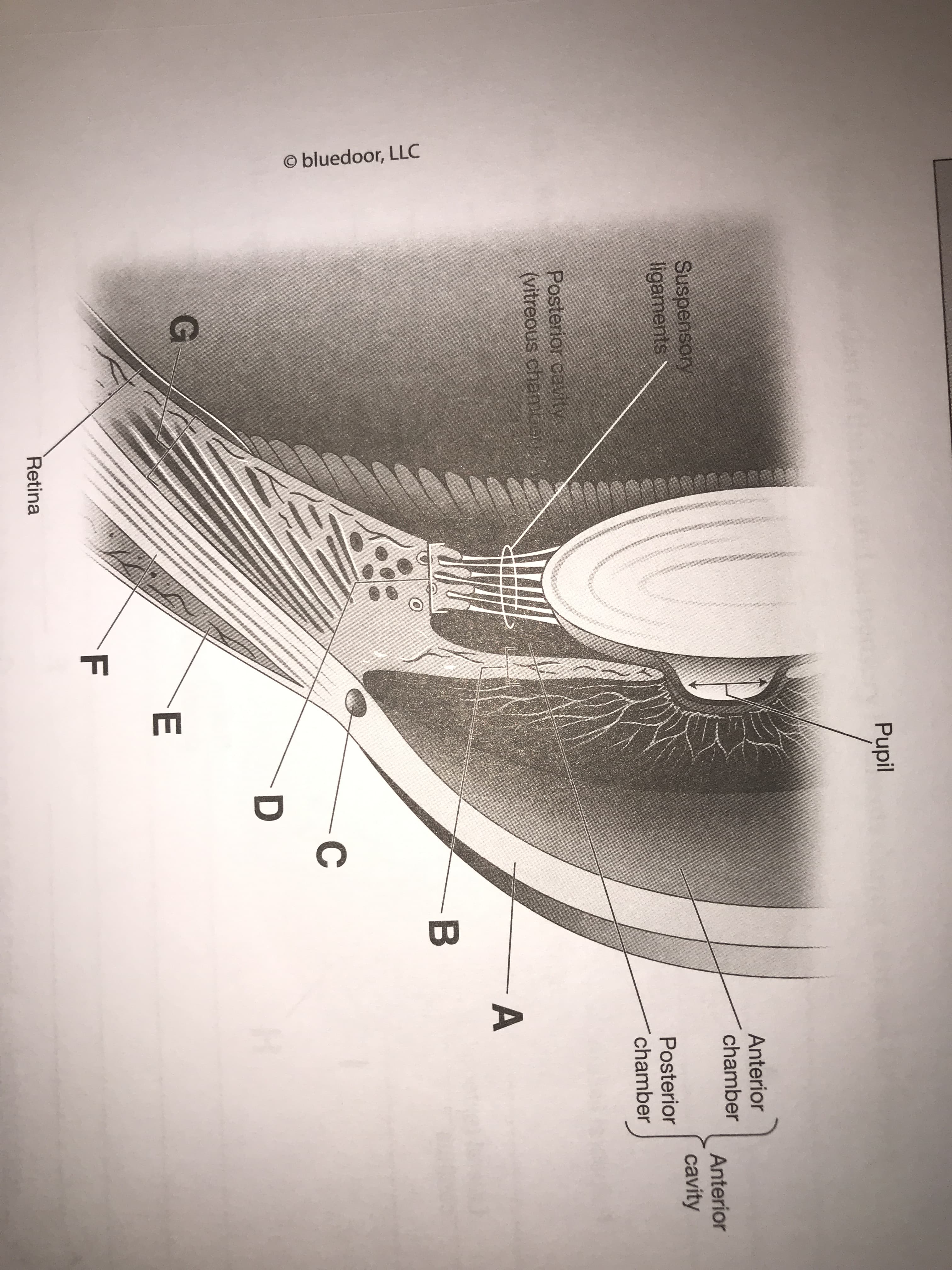 O bluedoor, LLC
Pupil
Anterior
chamber
Anterior
Suspensory
ligaments
cavity
Posterior
chamber
Posterior cavity
(vitreous chamber
Retina
