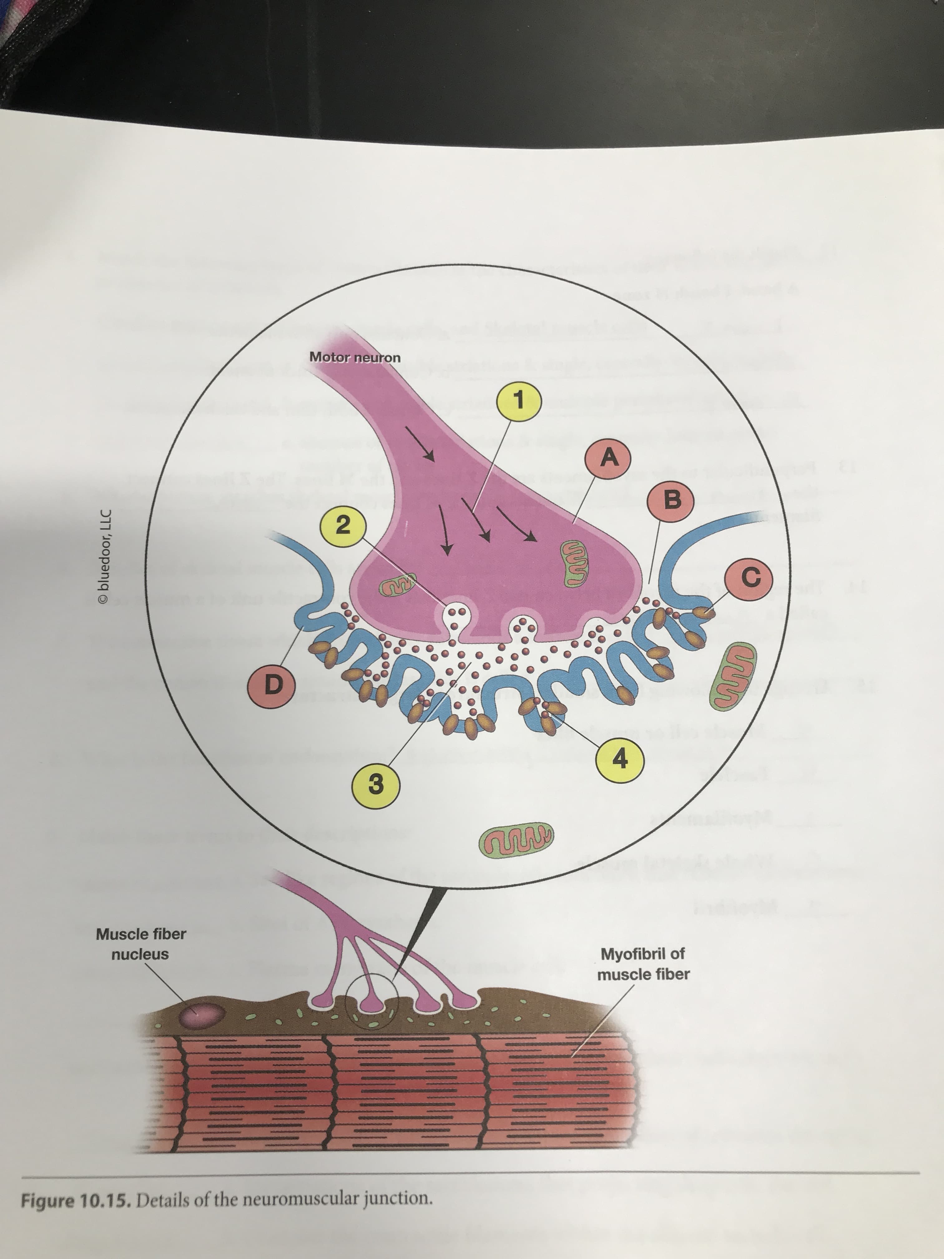 Motor neuron
1.
4
Muscle fiber
nucleus
Myofibril of
muscle fiber
Figure 10.15. Details of the neuromuscular junction.
O bluedoor, LLC
