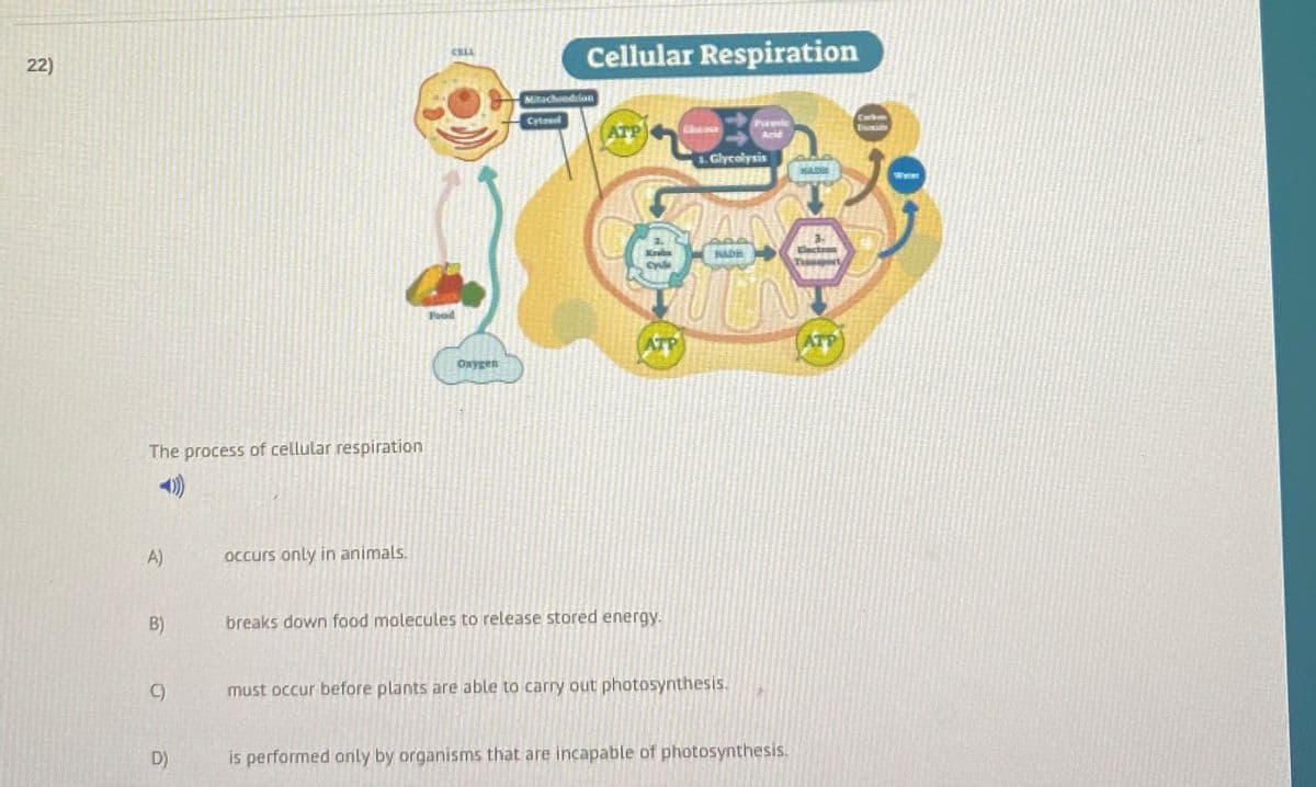 Cellular Respiration
22)
Mchndrian
Cytesel
ATP
Essile
Acid
1. Glycolysis
Waiet
ATP
ATP
Oxygen
The process of cellular respiration
A)
Occurs only in animals.
B)
breaks down food molecules to release stored energy.
C)
must occur before plants are able to carry out photosynthesis.
D)
is performed only by organisms that are incapable of photosynthesis.
