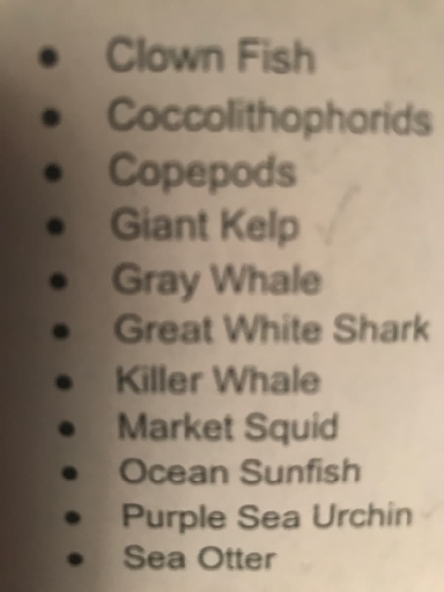 • Clown Fish
• Coccolithophorids
• Copepods
Giant Kelp
• Gray Whale
Great White Shark
Killer Whale
Market Squid
Ocean Sunfish
Purple Sea Urchin
Sea Otter
