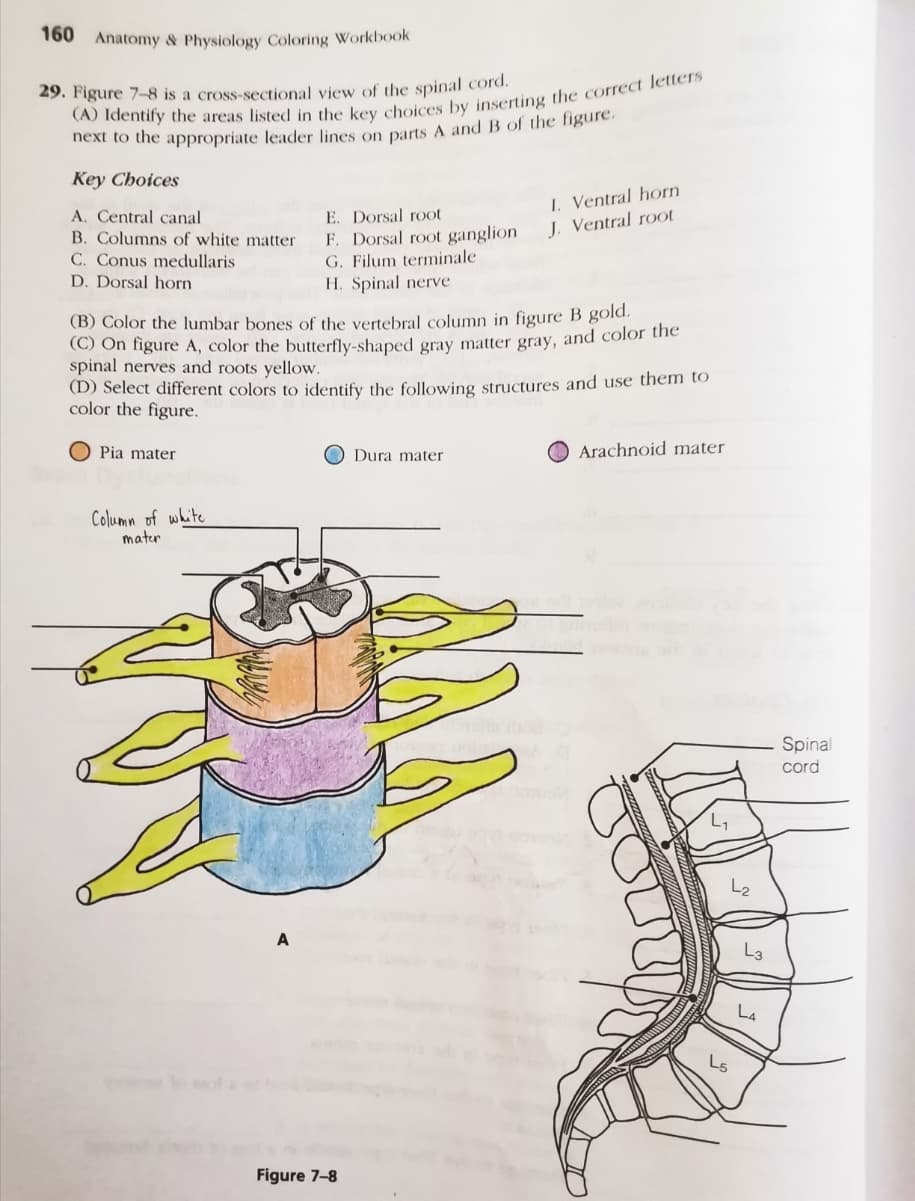160 Anatomy & Physiology Coloring Workbook
29. Figure 7-8 is a cross-sectional view of the spinal cord.
next to the appropriate leader lines on parts A and B of the ligure.
Key Choices
A, Central canal
B. Columns of white matter
I Ventral horn
J. Ventral root
E. Dorsal root
C. Conus medullaris
D. Dorsal horn
F. Dorsal root ganglion
G. Filum terminale
H. Spinal nerve
(B) Color the lumbar bones of the vertebral column in figure B gold.
(C) On figure A, color the butterfly-shaped gray matter gray, and color the
spinal nerves and roots yellow.
(D) Select different colors to identify the following structures and use them to
color the figure.
O Pia mater
O Dura mater
Arachnoid mater
Column of white
mater
Spinal
cord
A
L4
Figure 7-8
