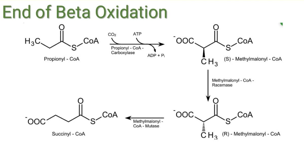 End of Beta Oxidation
CO2
АТР
H3C.
CoA
ooC.
COA
Propionyl - CoA -
Carboxylase
ADP + Pi
Propionyl - CoA
CH3
(S) - Methylmalonyl - CoA
Methylmalonyl - COA -
Racemase
CoA
CoA
Methylmalonyl -
COA - Mutase
Succinyl - CoA
CH3 (R) - Methylmalonyl - CoA
