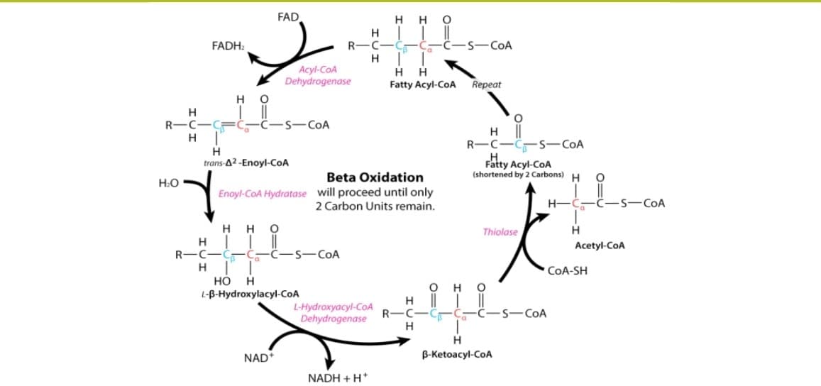FAD
H
но
FADH:
R-
S-COA
H.
Acyl-CoA
Dehydrogenase
H
H
Fatty Acyl-CoA
Repeat
H
H
R-C-
CR
S-COA
H
R-C
-S-COA
H
Fatty Acyl-CoA
(shortened by 2 Carbons) H
trans-A2 -Enoyl-COA
Beta Oxidation
H:O
Enoyl-CoA Hydratase will proceed until only
2 Carbon Units remain.
H-
S-COA
H
H
Thiolase
Acetyl-CoA
R-C
S-COA
H
COA-SH
но
H
H
L-B-Hydroxylacyl-CoA
H
C
L-Hydroxyacyl-COA
R-
Dehydrogenase
S-COA
NAD*
B-Ketoacyl-CoA
NADH + H*
