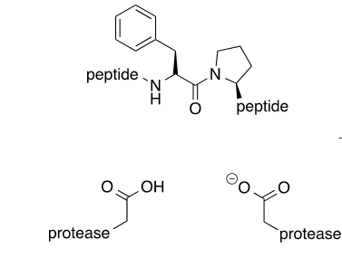 peptide
N.
N.
peptide
HO
protease
`protease
ZI
