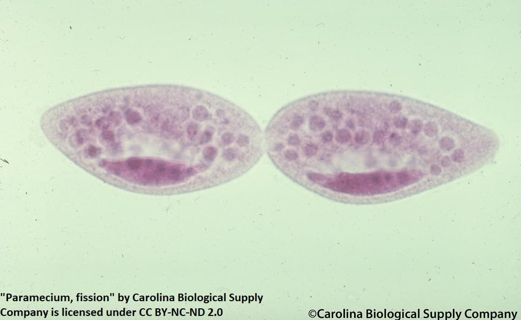 "Paramecium, fission" by Carolina Biological Supply
Company is licensed under CC BY-NC-ND 2.0
©Carolina Biological Supply Company

