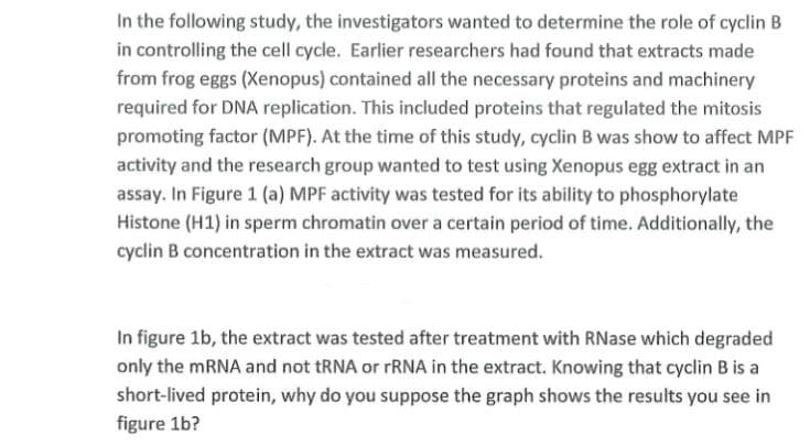 In the following study, the investigators wanted to determine the role of cyclin B
in controlling the cell cycle. Earlier researchers had found that extracts made
from frog eggs (Xenopus) contained all the necessary proteins and machinery
required for DNA replication. This included proteins that regulated the mitosis
promoting factor (MPF). At the time of this study, cyclin B was show to affect MPF
activity and the research group wanted to test using Xenopus egg extract in an
assay. In Figure 1 (a) MPF activity was tested for its ability to phosphorylate
Histone (H1) in sperm chromatin over a certain period of time. Additionally, the
cyclin B concentration in the extract was measured.
In figure 1b, the extract was tested after treatment with RNase which degraded
only the mRNA and not RNA or FRNA in the extract. Knowing that cyclin B is a
short-lived protein, why do you suppose the graph shows the results you see in
figure 1b?
