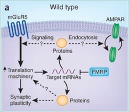 a
Wild type
mGluR5
AMPAR
Signaling
Endocytosis
Proteins
Translation
N HFMRP
machinery
Target mRNAS
Synaptic
plasticity
Proteins
