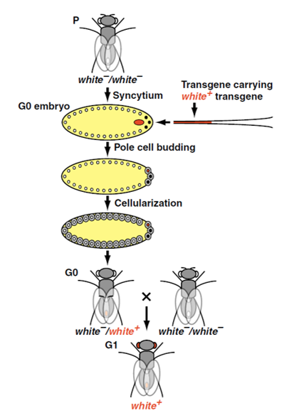 white /white
Transgene carrying
white* transgene
Syncytium
GO embryo
Pole cell budding
Cellularization
GO
white /white*
white /white
G1
white*
