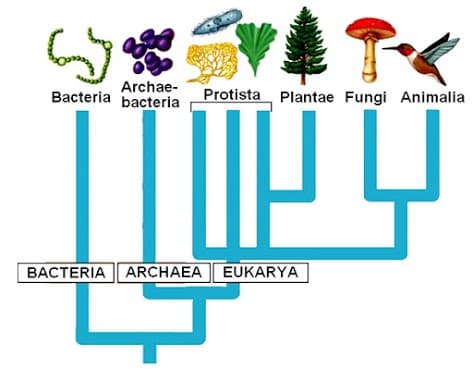 Archae-
Bacteria bacteria
Protista Plantae Fungi Animalia
BACTERIA ARCHAEA EUKARYA
