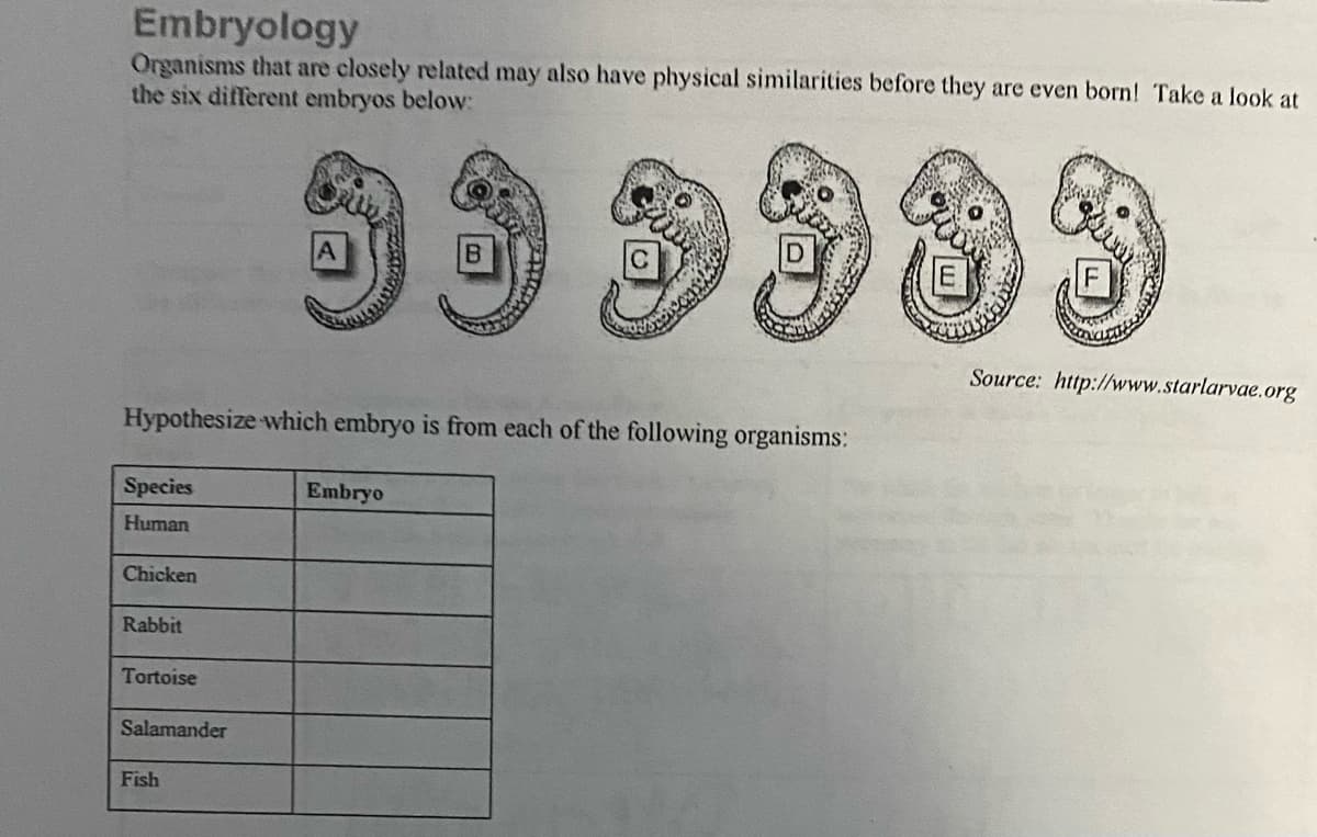 Embryology
Organisms that are closely related may also have physical similarities before they are even born! Take a look at
the six different embryos below:
993383
Source: http://www.starlarvae.org
Hypothesize which embryo is from each of the following organisms:
Species
Embryo
Human
Chicken
Rabbit
Tortoise
Salamander
Fish
