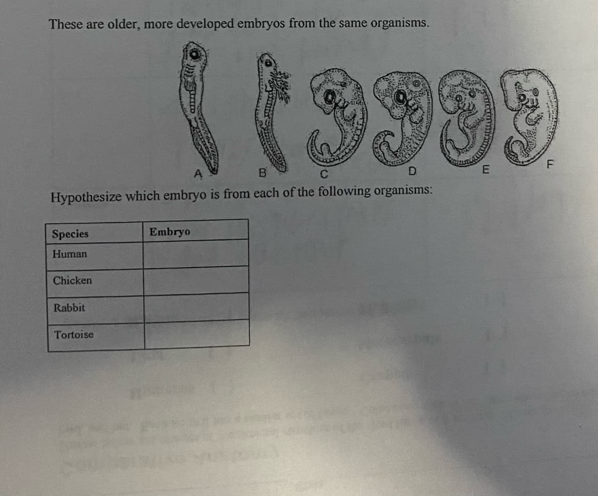 These are older, more developed embryos from the same organisms.
E
C
Hypothesize which embryo is from each of the following organisms:
Species
Embryo
Human
Chicken
Rabbit
Tortoise
