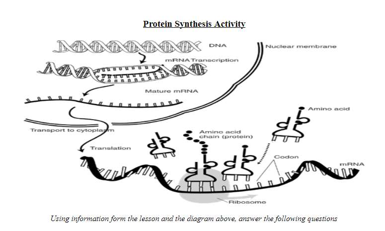 Protein Synthesis Activity
Nuclear membrane
DNA
mRNATranscription
Mature MRNA
Lenoo
Amino acid
Transport to cytoplam
Amino acid
chain (protein)
Translation
Codon
MRNA
Ribosome
Using information form the lesson and the diagram above, answer the following questions
