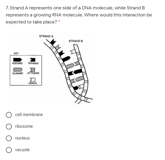 7. Strand A represents one side of a DNA molecule, while Strand B
represents a growing RNA molecule. Where would this interaction be
expected to take place? *
STRAND A
STRAND B
KEY
ADENINE
THYMINE
GUANINE
CYTOSINE
URACIL
cell membrane
O ribosome
nucleus
vacuole
