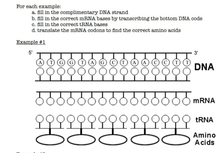 For each example:
a. fill in the complimentary DNA strand
b. fill in the correct mRNA bases by transcribing the bottom DNA code
c. fill in the correct tRNA bases
d. translate the MRNA codons to find the correct amino acids
Example #1
5'
3'
(A (A
DNA
MRNA
TRNA
Amino
Acids
