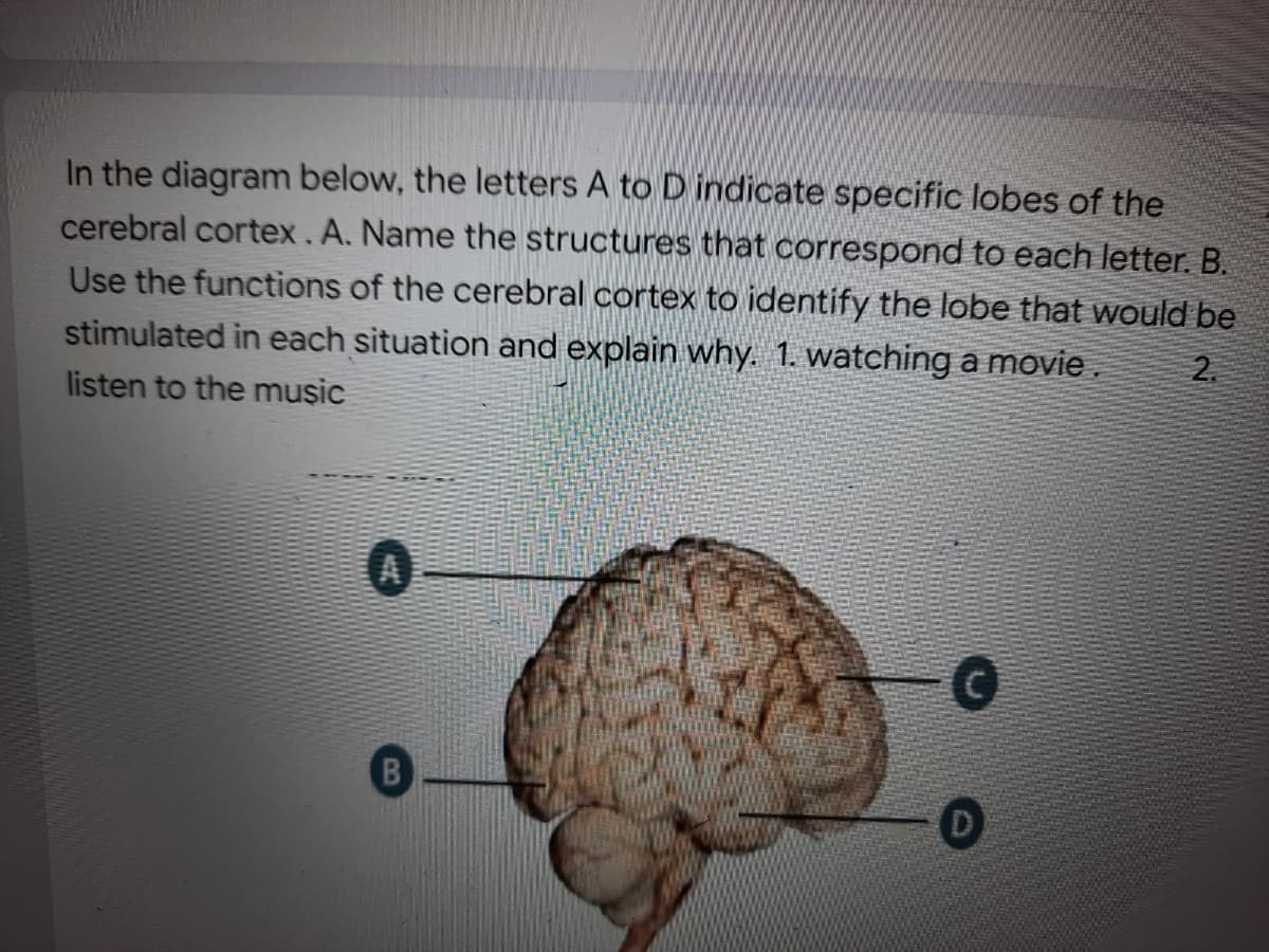 In the diagram below, the letters A to D indicate specific lobes of the
cerebral cortex. A. Name the structures that correspond to each letter. B.
Use the functions of the cerebral cortex to identify the lobe that would be
stimulated in each situation and explain why. 1. watching a movie. 2.
listen to the music
B
1
C