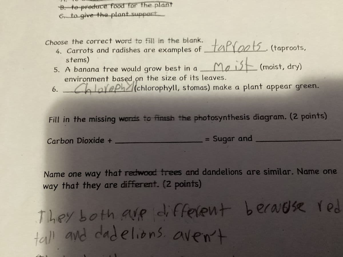 B. to produce food for the plant
6. to give the plant support
Choose the correct word to fill in the blank.
4. Carrots and radishes are examples of_taproots (taproots,
stems)
Moist (moist, dry)
5. A banana tree would grow best in a
environment based on the size of its leaves.
6. Chloveph (chlorophyll, stomas) make a plant appear green.
Fill in the missing words to finish the photosynthesis diagram. (2 points)
= Sugar and
Carbon Dioxide +
Name one way that redwood trees and dandelions are similar. Name one
way that they are different. (2 points)
They both are different because red
tall and dadelions. aven't