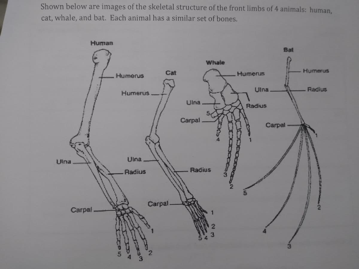 Shown below are images of the skeletal structure of the front limbs of 4 animals: human,
cat, whale, and bat. Each animal has a similar set of bones.
Ulna
Human
Carpal
„Humerus
Humerus
Ulna
Radius
30
Carpal
Ulna
Carpal
Whale
Radius
Humerus
Ulna.
Radius
Bat
Carpal
Humerus
Radius