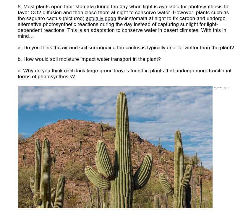 8. Most plants open their stomata during the day when light is available for photosynthesis to
favor CO2 diffusion and then close them at night to conserve water. However, plants such as
the saguaro cactus (pictured) actually open their stomata at night to fix carbon and undergo
alternative photosynthetic reactions during the day instead of capturing sunlight for light-
dependent reactions. This is an adaptation to conserve water in desert climates. With this in
mind...
a. Do you think the air and soil surrounding the cactus is typically drier or wetter than the plant?
b. How would soil moisture impact water transport in the plant?
c. Why do you think cacti lack large green leaves found in plants that undergo more traditional
forms of photosynthesis?