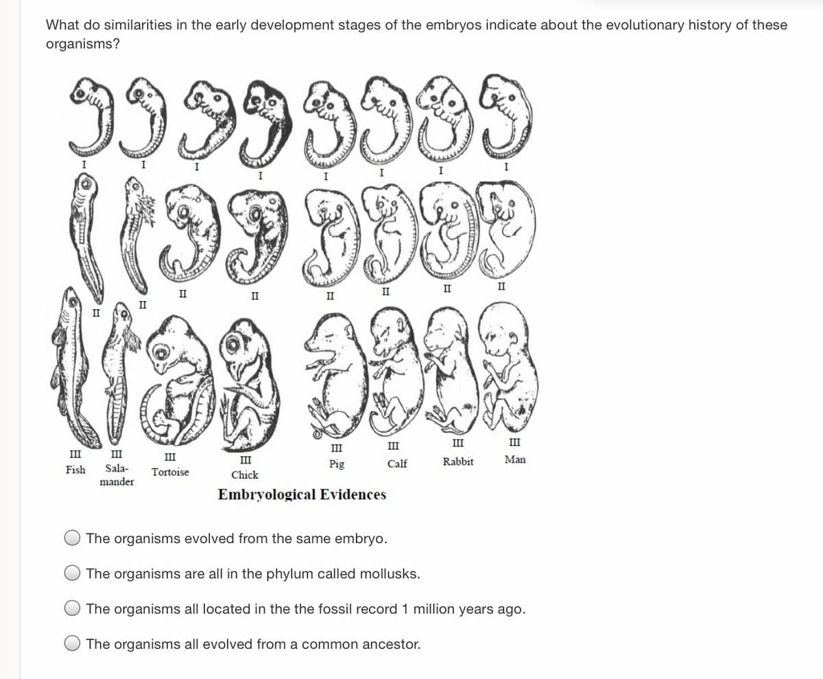 What do similarities in the early development stages of the embryos indicate about the evolutionary history of these
organisms?
9999
II
II
II
II
II
II
II
II
III
III
III
III
III
III
III
Pig
Calf
Rabbit
Man
Fish
Sala-
Tortoise
Chick
mander
Embryological Evidences
The organisms evolved from the same embryo.
The organisms are all in the phylum called mollusks.
The organisms all located in the the fossil record 1 million years ago.
The organisms all evolved from a common ancestor.
