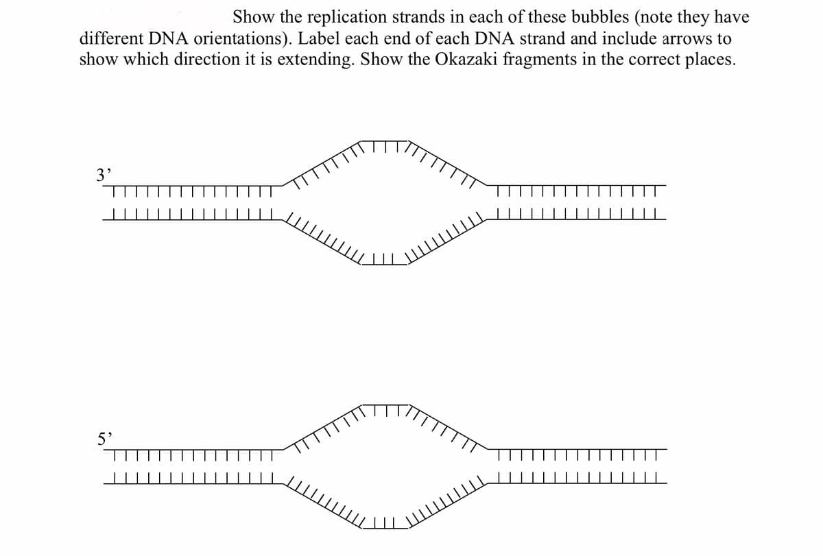 Show the replication strands in each of these bubbles (note they have
different DNA orientations). Label each end of each DNA strand and include arrows to
show which direction it is extending. Show the Okazaki fragments in the correct places.
3'
5'

