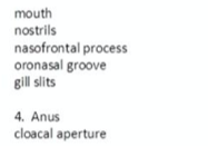 mouth
nostrils
nasofrontal process
oronasal groove
gill slits
4. Anus
cloacal aperture

