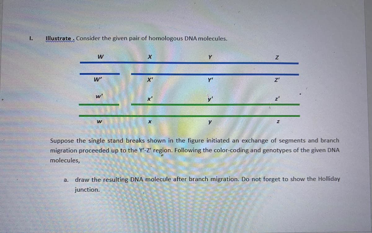 1.
Illustrate, Consider the given pair of homologous DNA molecules.
W
X
Y
Z
W'
X'
Y'
Z'
w'
W
y
Suppose the single stand breaks shown in the figure initiated an exchange of segments and branch
migration proceeded up to the Y'-Z' region. Following the color-coding and genotypes of the given DNA
molecules,
a.
draw the resulting DNA molecule after branch migration. Do not forget to show the Holliday
junction.