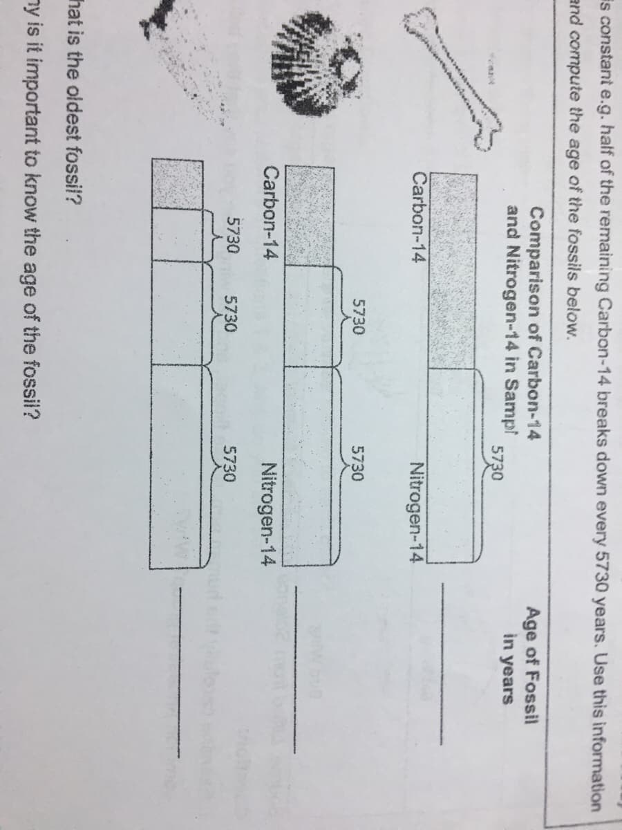 is constant e.g. half of the remaining Carbon-14 breaks down every 5730 years. Use this information
and compute the age of the fossils below.
Age of Fossil
in years
Comparison of Carbon-14
and Nitrogen-14 in Sampf
5730
Carbon-14
Nitrogen-14
5730
5730
Carbon-14
Nitrogen-14
5730
5730
5730
hat is the oldest fossil?
ny is it important to know the age of the fossil?
