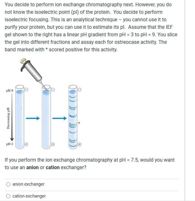 You decide to perform ion exchange chromatography next. However, you do
not know the isoelectric point (pl) of the protein. You decide to perform
isoelectric focusing. This is an analytical technique - you cannot use it to
purify your protein, but you can use it to estimate its pl. Assume that the IEF
gel shown to the right has a linear pH gradient from pH = 3 to pH = 9. You slice
the gel into different fractions and assay each for ostreocase activity. The
band marked with * scored positive for this activity.
pH 9
Decreasing pH
pH 3
If you perform the ion exchange chromatography at pH = 7.5, would you want
to use an anion or cation exchanger?
anion exchanger
cation exchanger