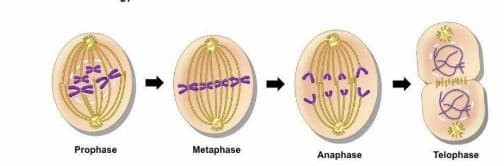 Prophase
Metaphase
Anaphase
Telophase
