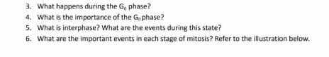 3. What happens during the G, phase?
4. What is the importance of the G, phase?
5. What is interphase? What are the events during this state?
6. What are the important events in each stage of mitosis? Refer to the illustration below.
