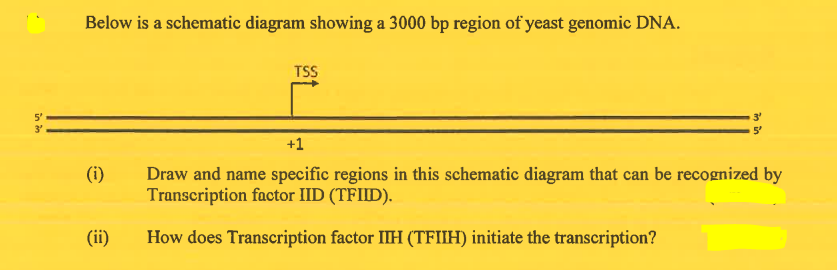 Below is a schematic diagram showing a 3000 bp region of yeast genomic DNA.
TSS
5'
3'
5'
+1
(i)
Draw and name specific regions in this schematic diagram that can be recognized by
Transcription factor IID (TFIID).
(ii)
How does Transcription factor IIH (TFIIH) initiate the transcription?
in in