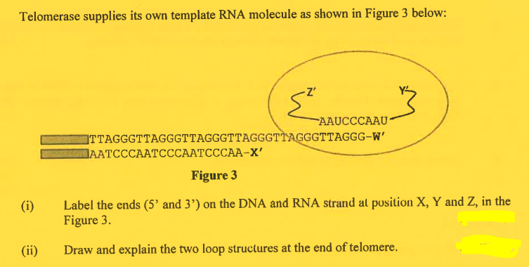 Telomerase supplies its own template RNA molecule as shown in Figure 3 below:
B
AAUCCCAAU
TTAGGGTTAGGGTTAGGGTTAGGGTTAGGGTTAGGG-W'
JAATCCCAATCCCAATCCCAA-X'
Figure 3
(i)
Label the ends (5' and 3') on the DNA and RNA strand at position X, Y and Z, in the
Figure 3.
(ii)
Draw and explain the two loop structures at the end of telomere.